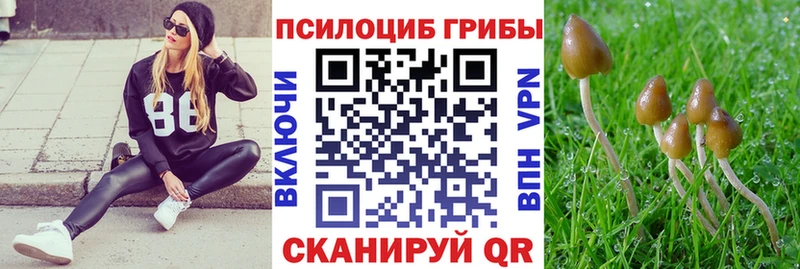 Псилоцибиновые грибы мицелий где найти наркотики Ленинградская